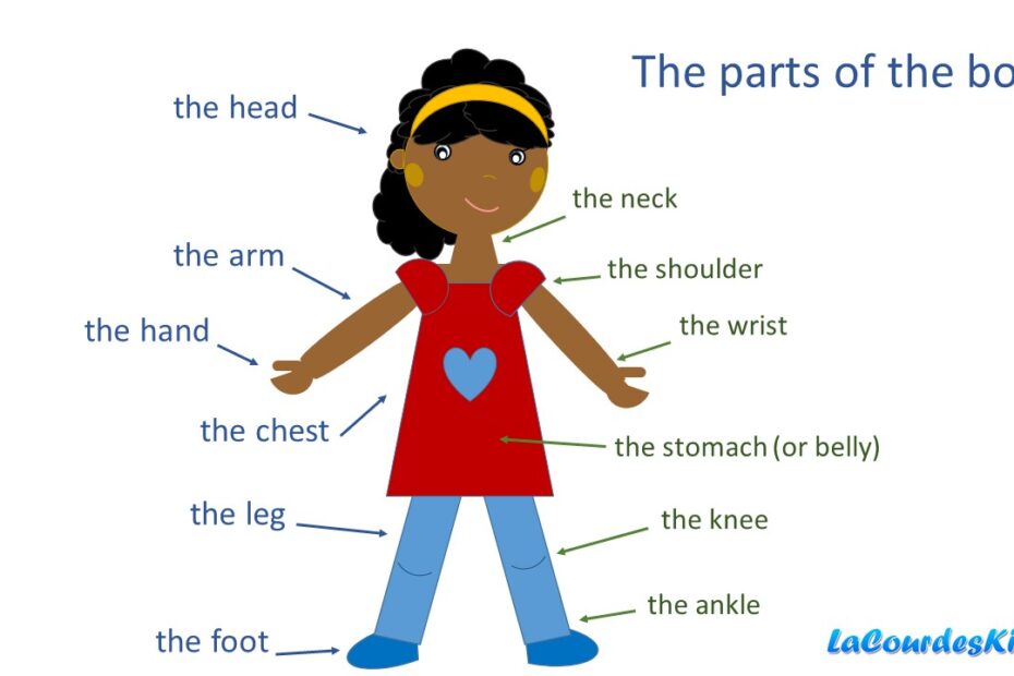 body parts